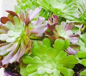 Aeonium Arboreum Care Made Simple