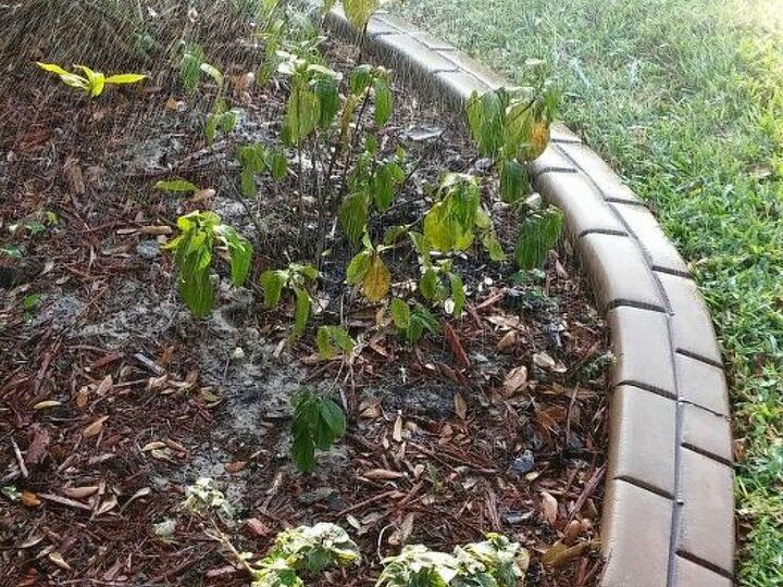 q how can i help my gardenia