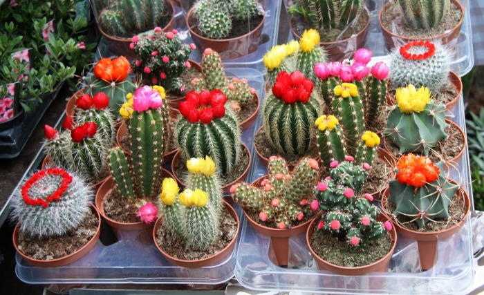 cactus house plants
