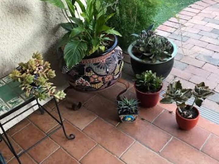 q how to keep succulents alive during arizona summer