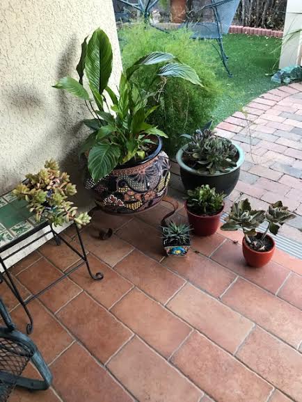 q how to keep succulents alive during arizona summer