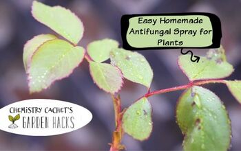 Cómo hacer un fácil spray fungicida casero para las plantas - ¡dos ingredientes!