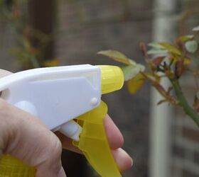 easy homemade fungicide spray for plants two ingredients