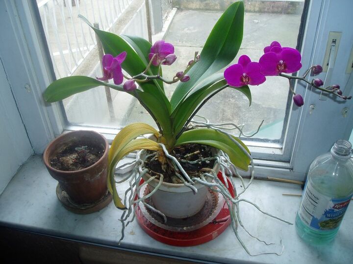 q does anyone know why those 2 leaves are yellowing