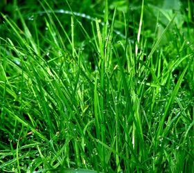 how to grow grass for a lawn the neighbors will envy, How to Grow Grass Fast Lana