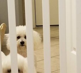 foolproof and creative top ways to make your own diy baby gate, Baby Crib Repurposed as Pet or Baby Gate