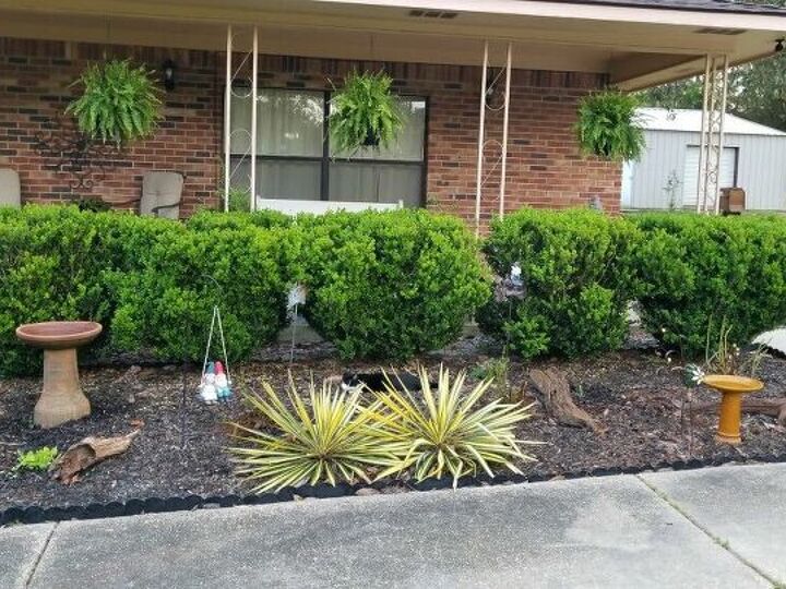 q trim my boxwood shrubs