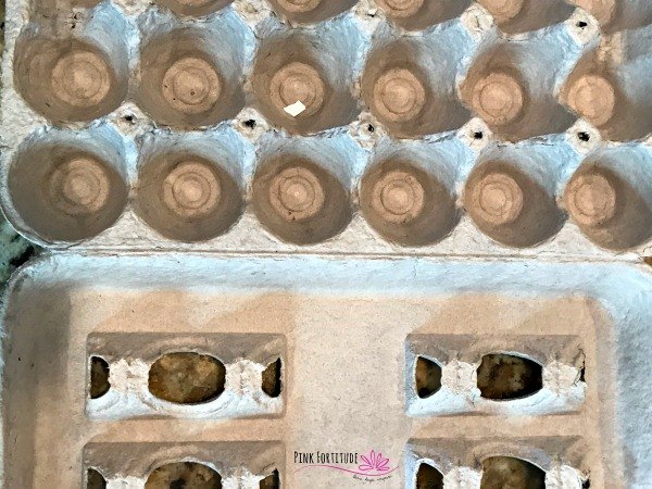 how to start seeds in an egg carton