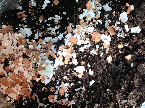 how to start seeds in an egg carton