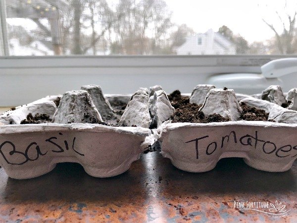 how to start seeds in an egg carton