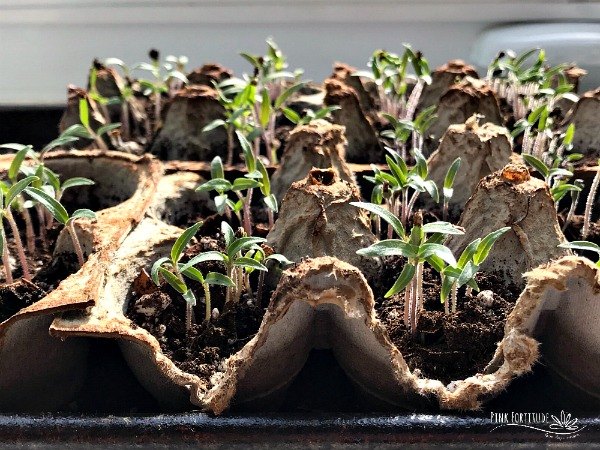 how to start seeds in an egg carton