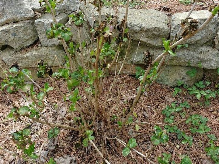 q what s wrong with this hydrangea it s still green and growing