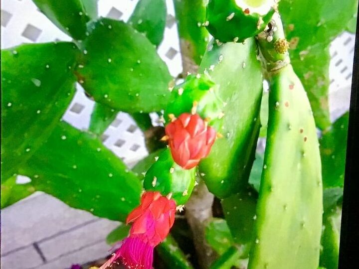 q does anyone know this catus name