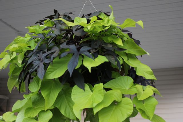 amazing diy projects for taking care of your hanging plants, Black and Green Ipomea Hanging Plants