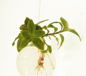 amazing diy projects for taking care of your hanging plants, Different Hanging Plants in Bauble Vase