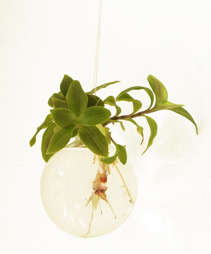 amazing diy projects for taking care of your hanging plants, Different Hanging Plants in Bauble Vase