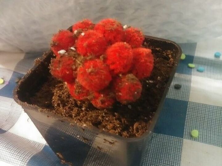 q what kind of a cactus is this