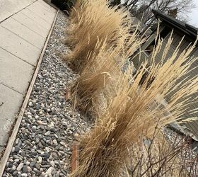 easy spring clean up for tall ornamental grass, Spring cleanup is about to begin