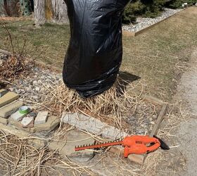 easy spring clean up for tall ornamental grass