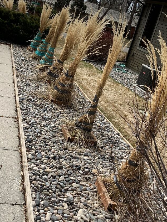 limpeza de primavera fcil para grama ornamental alta