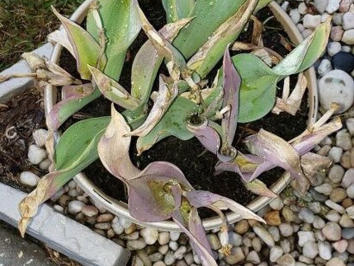 q replant tulips after they bloom
