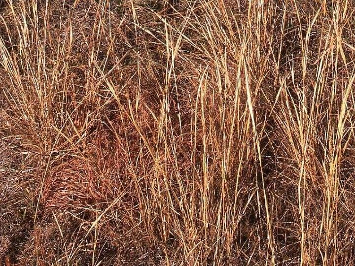 q get rid of johnson grass