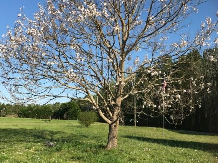 q invading tree roots
