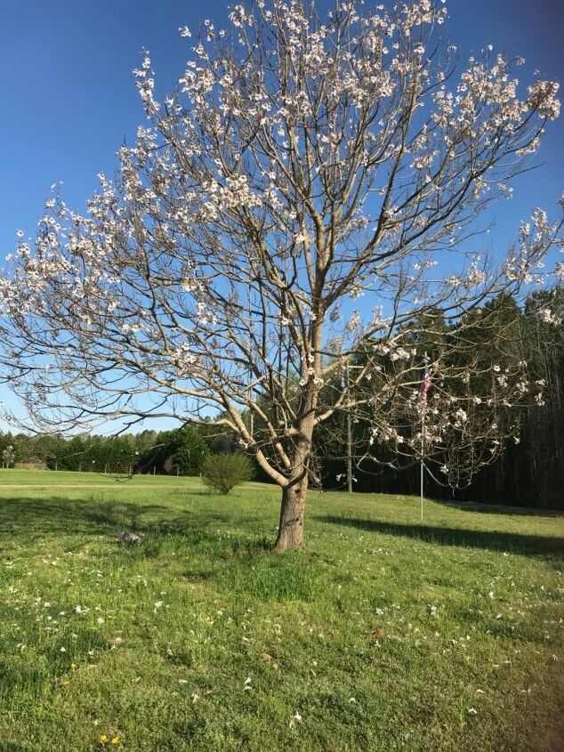 q invading tree roots