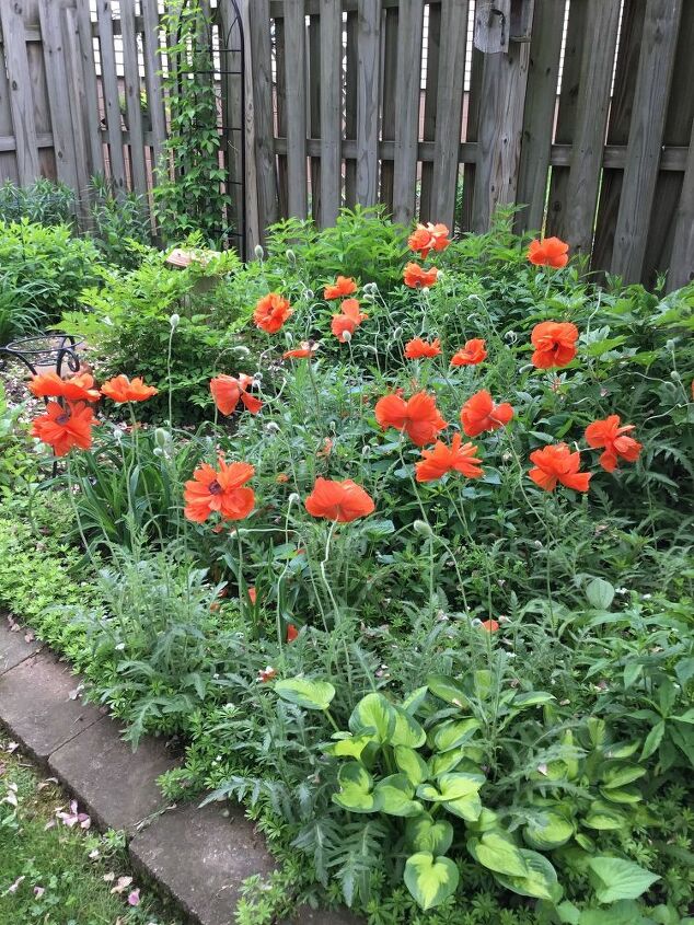 q poppies didn t grow this year