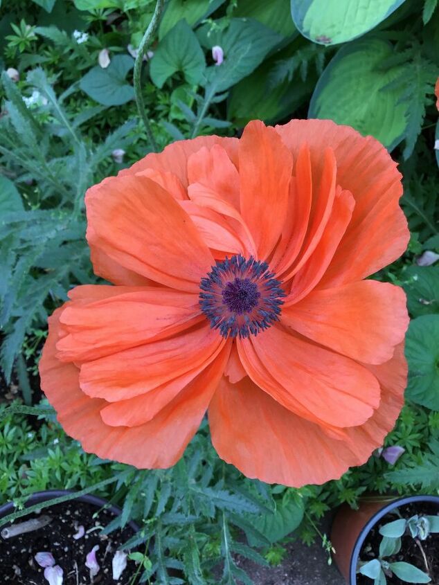 q poppies didn t grow this year