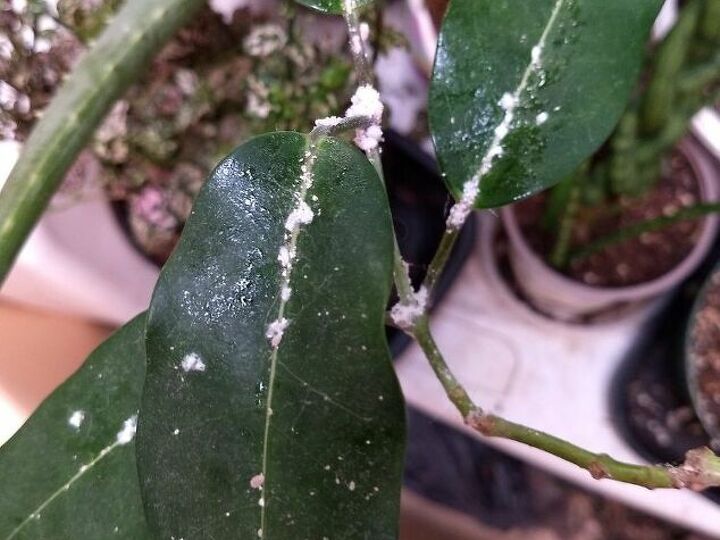 q get rid of mold on my house plant
