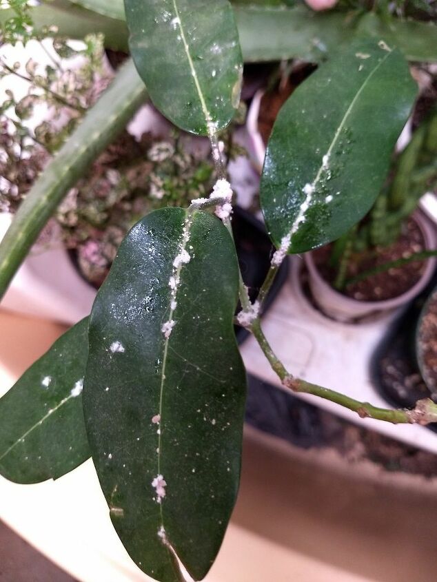 q get rid of mold on my house plant