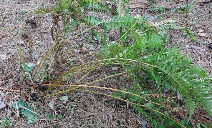 q how can i make sure these ferns grow well