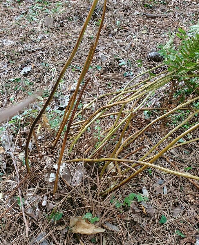 q how can i make sure these ferns grow well