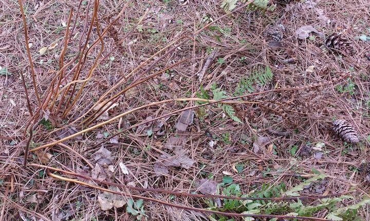 q how can i make sure these ferns grow well