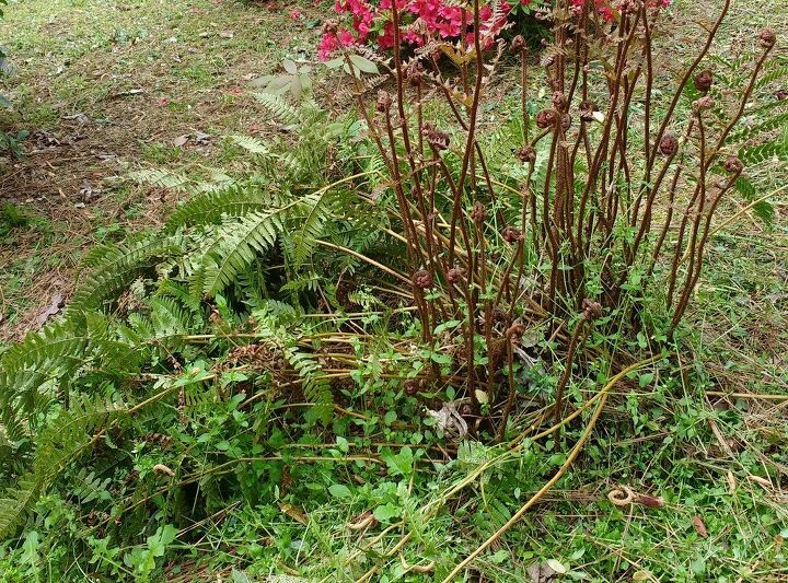 q how can i make sure these ferns grow well