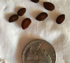 what are these seeds