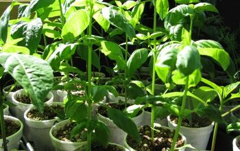 How to Grow and Preserve Fresh Basil