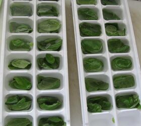 how to grow and preserve fresh basil