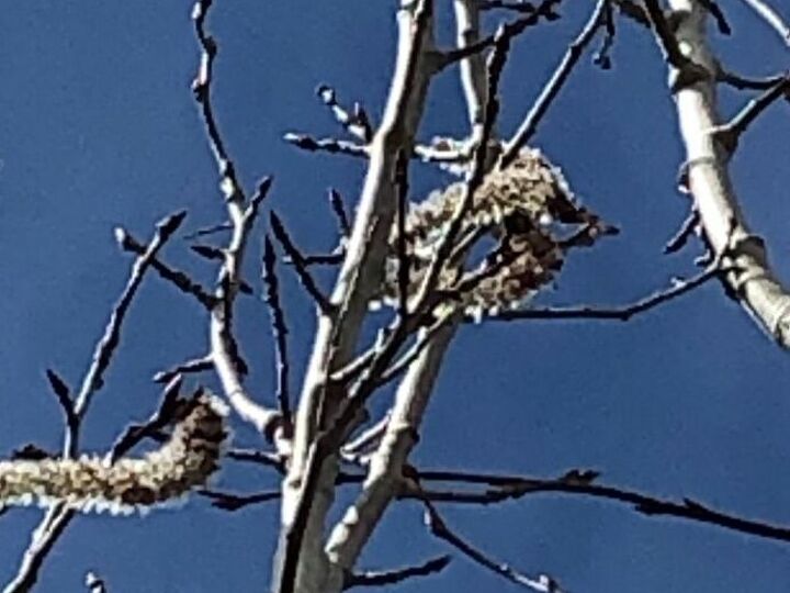 q can anyone tell me what this is hanging from my tree