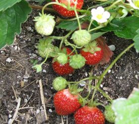how to grow strawberries