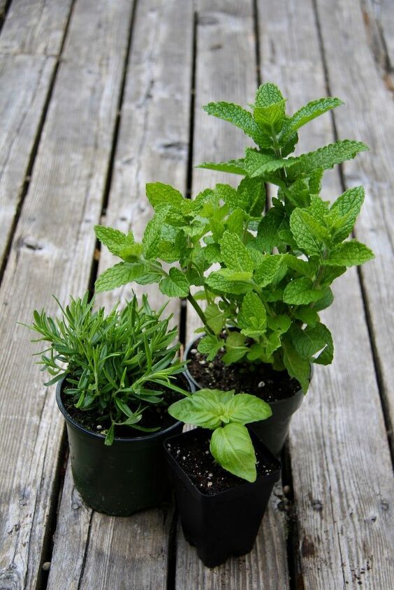 how to grow herbs in a container garden