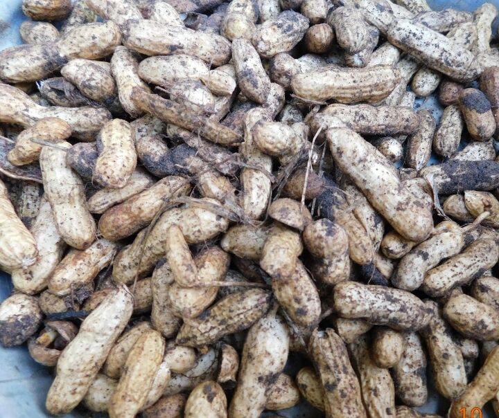 cmo cultivar cacahuetes