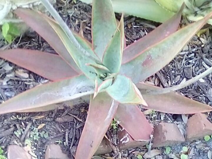 q how to grow from seeds