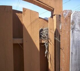 q this is not a project robin s nest on my back gate