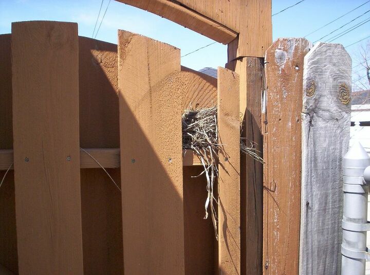 q this is not a project robin s nest on my back gate