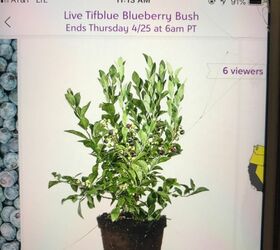 q blueberry bushes hard to grow