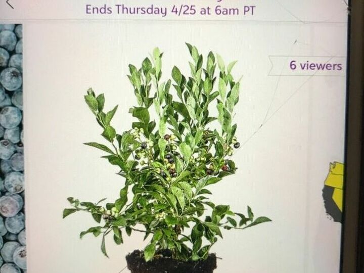 q blueberry bushes hard to grow