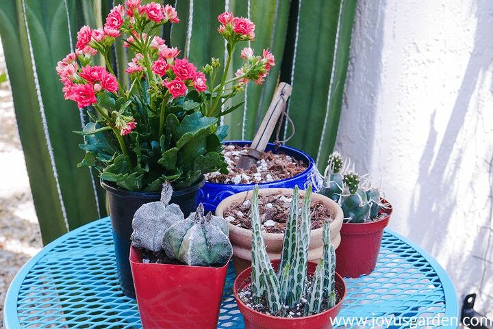 mezcla de tierra para suculentas y cactus