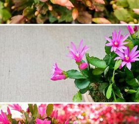 what you need to know about growing an easter cactus